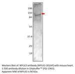 MYLK3 Polyclonal Antibody