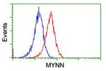 MYNN Antibody in Flow Cytometry (Flow)