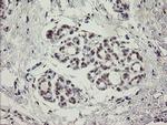 MYNN Antibody in Immunohistochemistry (Paraffin) (IHC (P))