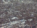 MYNN Antibody in Immunohistochemistry (Paraffin) (IHC (P))