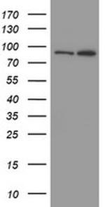 MYNN Antibody in Western Blot (WB)