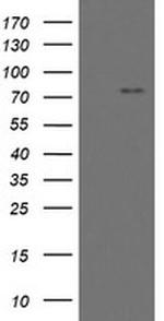 MYNN Antibody in Western Blot (WB)