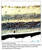 Myocilin Polyclonal Antibody