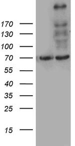 MYO18A Antibody in Western Blot (WB)