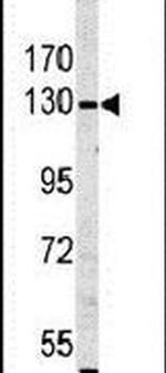 MYO1A Antibody in Western Blot (WB)