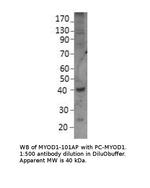 MyoD1 Antibody in Western Blot (WB)