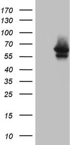MYOT Antibody in Western Blot (WB)