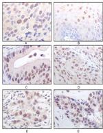 MYST1 Antibody in Immunohistochemistry (Paraffin) (IHC (P))