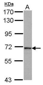 Kindlin 2 Antibody in Western Blot (WB)