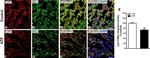 Mitochondria Antibody in Immunohistochemistry (IHC)