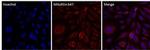 Mitofilin Monoclonal Antibody (MM#7A-2E4AD5), Alexa Fluor™ 647