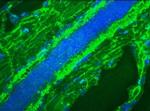 Mitotic Cells Antibody in Immunocytochemistry (ICC/IF)
