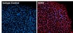 Mouse IgG1 Isotype Control in Immunocytochemistry (ICC/IF)