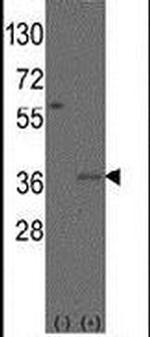 MSX2 Antibody in Western Blot (WB)