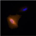 c-Myc Monoclonal Antibody (9E10), Alexa Fluor™ 555