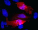 Myc Tag Monoclonal Antibody (Myc.A7), DyLight™ 680