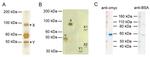Myc Tag Antibody in Western Blot (WB)