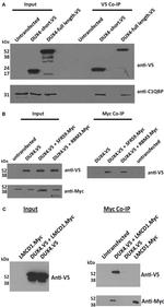 Myc Tag Antibody in Western Blot (WB)
