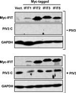 Myc Tag Antibody in Western Blot (WB)
