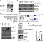 Myc Tag Antibody in Immunoprecipitation (IP)