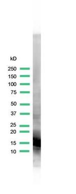 Myoglobin Antibody in Western Blot (WB)