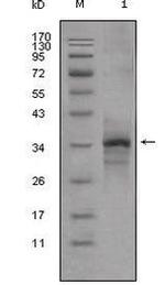 Myostatin Monoclonal Antibody (6H12)
