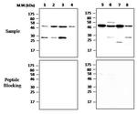 n-Myc Antibody in Western Blot (WB)