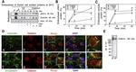 Occludin Antibody in Immunocytochemistry (ICC/IF)