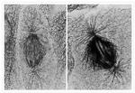 Mouse IgG (H+L) Secondary Antibody in Immunocytochemistry (ICC/IF)
