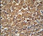 N4BP3 Antibody in Immunohistochemistry (IHC)