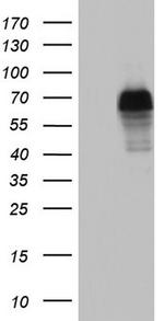 NAB2 Antibody in Western Blot (WB)