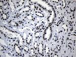 NABP1 Antibody in Immunohistochemistry (Paraffin) (IHC (P))
