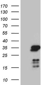 NABP1 Antibody in Western Blot (WB)