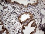 NAGA Antibody in Immunohistochemistry (Paraffin) (IHC (P))
