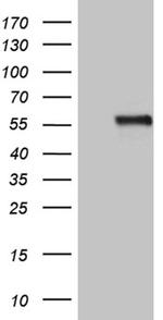 NAGA Antibody in Western Blot (WB)