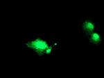 NANP Antibody in Immunocytochemistry (ICC/IF)