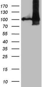 NAP1L3 Antibody in Western Blot (WB)
