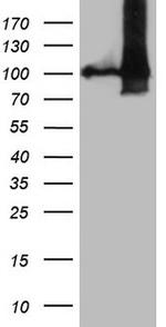 NAP1L3 Antibody in Western Blot (WB)