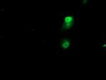 NAPEPLD Antibody in Immunocytochemistry (ICC/IF)