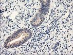 NAPEPLD Antibody in Immunohistochemistry (Paraffin) (IHC (P))