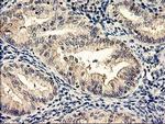 NAPEPLD Antibody in Immunohistochemistry (Paraffin) (IHC (P))