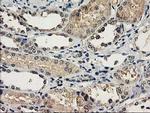 NAPEPLD Antibody in Immunohistochemistry (Paraffin) (IHC (P))