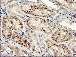 NAPEPLD Antibody in Immunohistochemistry (Paraffin) (IHC (P))