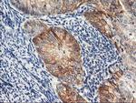 NAPEPLD Antibody in Immunohistochemistry (Paraffin) (IHC (P))