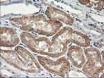NAPEPLD Antibody in Immunohistochemistry (Paraffin) (IHC (P))