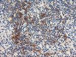 NAPEPLD Antibody in Immunohistochemistry (Paraffin) (IHC (P))