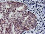 NAPEPLD Antibody in Immunohistochemistry (Paraffin) (IHC (P))