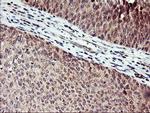 NAPEPLD Antibody in Immunohistochemistry (Paraffin) (IHC (P))
