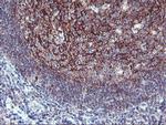 NAPEPLD Antibody in Immunohistochemistry (Paraffin) (IHC (P))