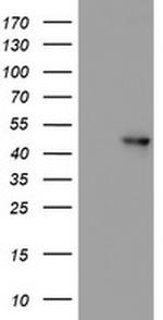 NAPEPLD Antibody in Western Blot (WB)